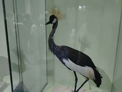 -盐城丹顶鹤湿地生态旅游区