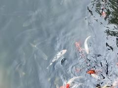 -合肥野生动物园