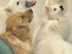 -安格丽娜·狗咖·猫咖羊驼咖(春熙路百盛商场店)