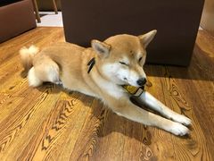 -柴务处·柴犬主题狗咖