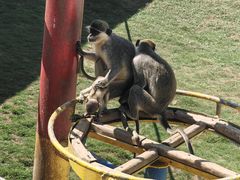 -西霞口神雕山野生动物世界