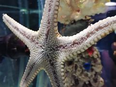 -太平洋海底世界