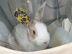 -北京观赏动物医院·24小时大型综合·猫专科·异宠专科