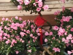 -龙大花卉苗木市场