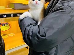 -欣宠猫屋·矮脚拿破仑·蓝金金渐层