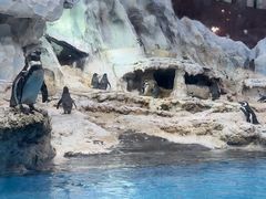 -帝企鹅自助餐厅•儿童岛•真企鹅(长隆企鹅酒店)