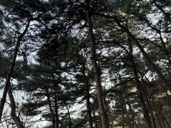 -阳台山自然风景区