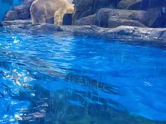 -海合安武汉极地海洋公园