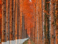 -黄海国家森林公园