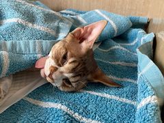 -北京观赏动物医院·24小时大型综合·猫专科·异宠专科