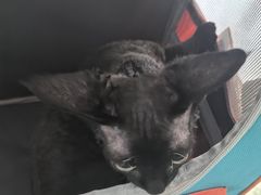 -中农国际动物医院24小时·猫科·骨科·急重症中心