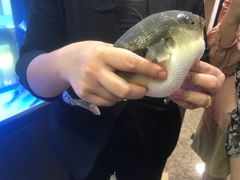 -肆月河豚·淮扬菜·湘菜(华天店)