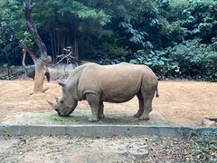 -广州长隆野生动物世界