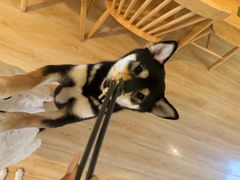 -柴の食堂·日式家庭料理·熊之肆(大学路店)