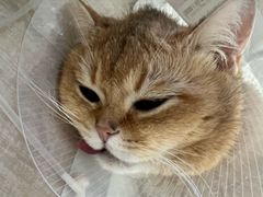 -北京观赏动物医院·24小时大型综合·猫专科·异宠专科
