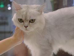 -Heymao猫咖.咖啡厅(东门店)