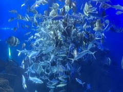 -江和美海洋公园