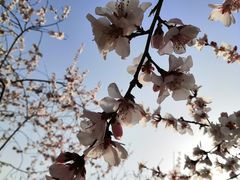 -桃花堤公园