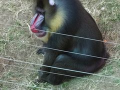 -大连森林动物园