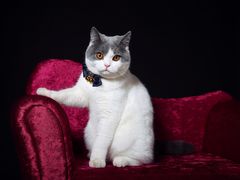 -超宠爱宠物摄影-Super pet