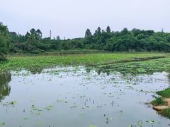 -白鹭湾湿地公园