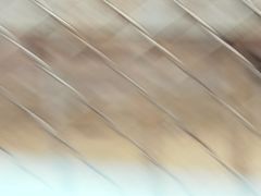 -哈尔滨北方森林动物园