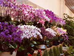-双季花艺园艺市场(浦东店)