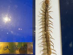 -上海昆虫博物馆