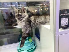 -小猫来了·猫咪专售(红山六九七九店)