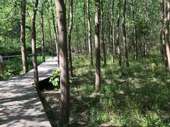 -合肥滨湖国家森林公园