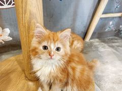 -楼上猫咖(罗湖店)