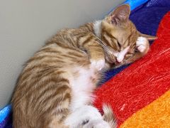 -纳吉亚猫专科动物医院博雅分院