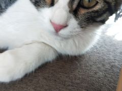 -平行世界·猫咖(首经贸店)