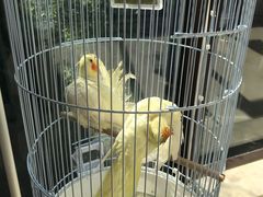 -崇明金茂凯悦酒店.宴会厅