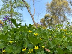 -上海共青森林公园