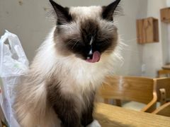 -藏猫猫咖啡主题馆(中央大道店)