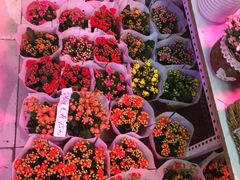 -花鸟鱼虫鲜花绿植市场(玉泉路店)