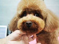-宠福鑫康馨动物医院·骨科·眼科
