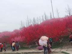 -秀丽东方