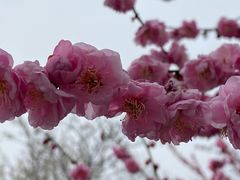 -梅花山(明孝陵内)