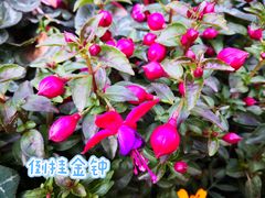 -西湖公园(鼓楼区)