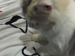 -喵的天空名猫咖啡馆·撸猫·猫舍·用品