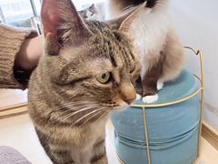 -猫在这儿猫咪咖啡馆·撸猫馆