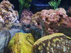 -芽庄珍珠岛游乐园