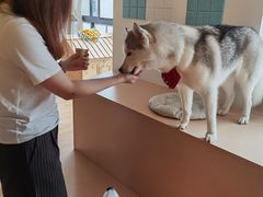 -Husky Go! 哈士奇体验馆·宠物咖啡厅狗咖