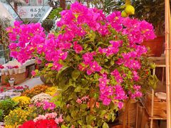 -双季花艺园艺市场(浦东店)