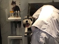 -宠爱国际动物医院· 猫科· 外科·中兽医(长白店)