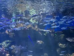 -华夏文旅海洋公园