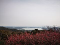 -香雪海
