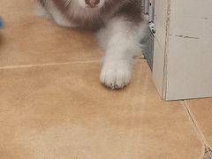 -Let's go狗咖·猫咖·奶狗·桌游(春熙路IFS店)